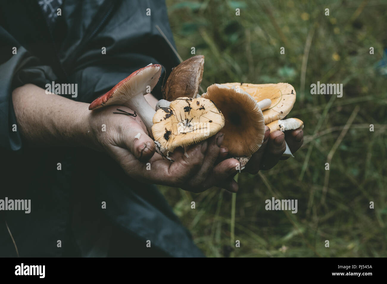 La main de l'homme avec les champignons en forêt de la nature de l'herbe verte avec des feuilles de mousse eté automne Banque D'Images