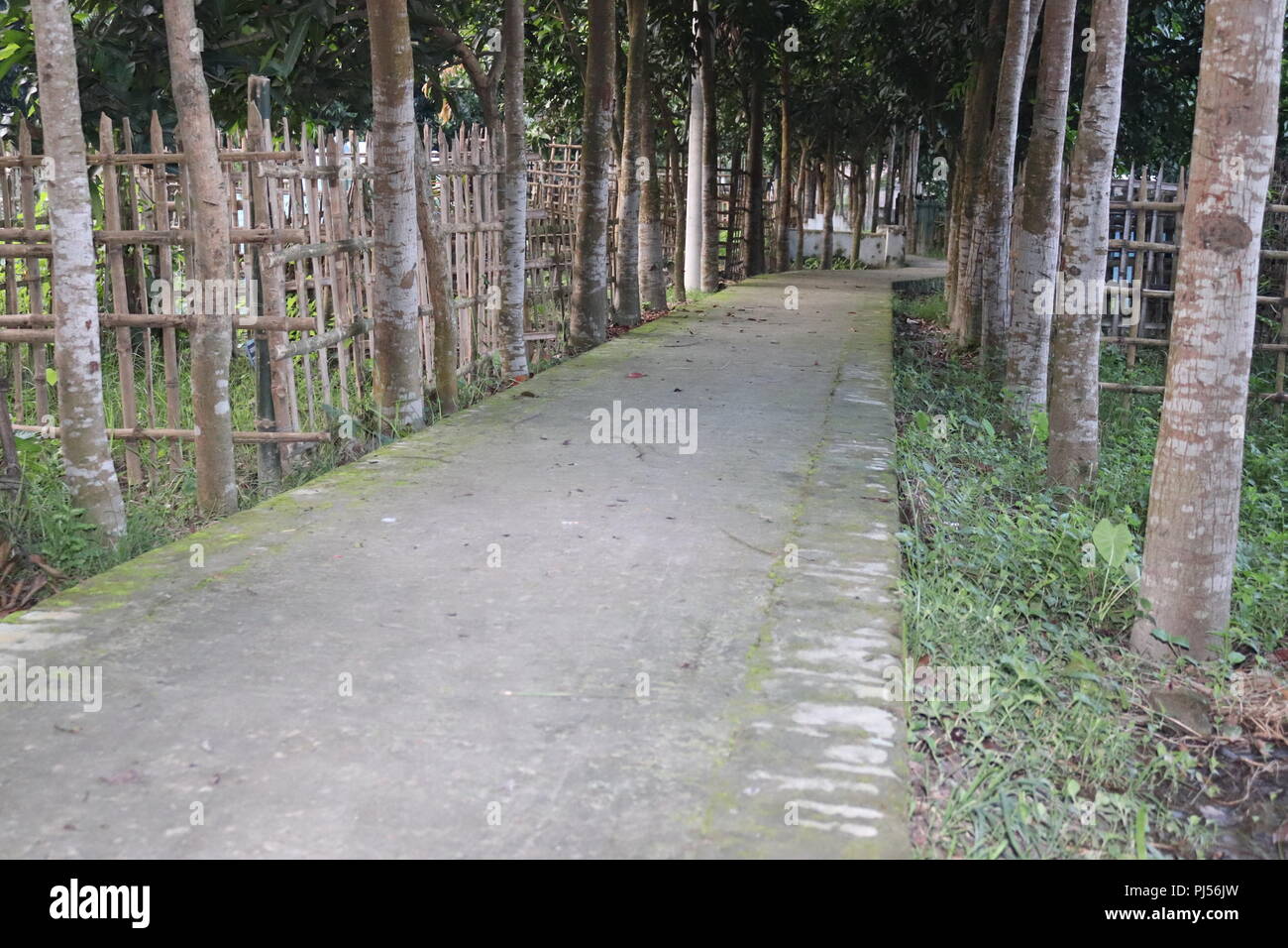 Tombes au cimetière musulman musulmane.cimetière avec entouré par une clôture de bambou.Nouveau Bangladesh cimetière avec l'escrime en bambou. Banque D'Images