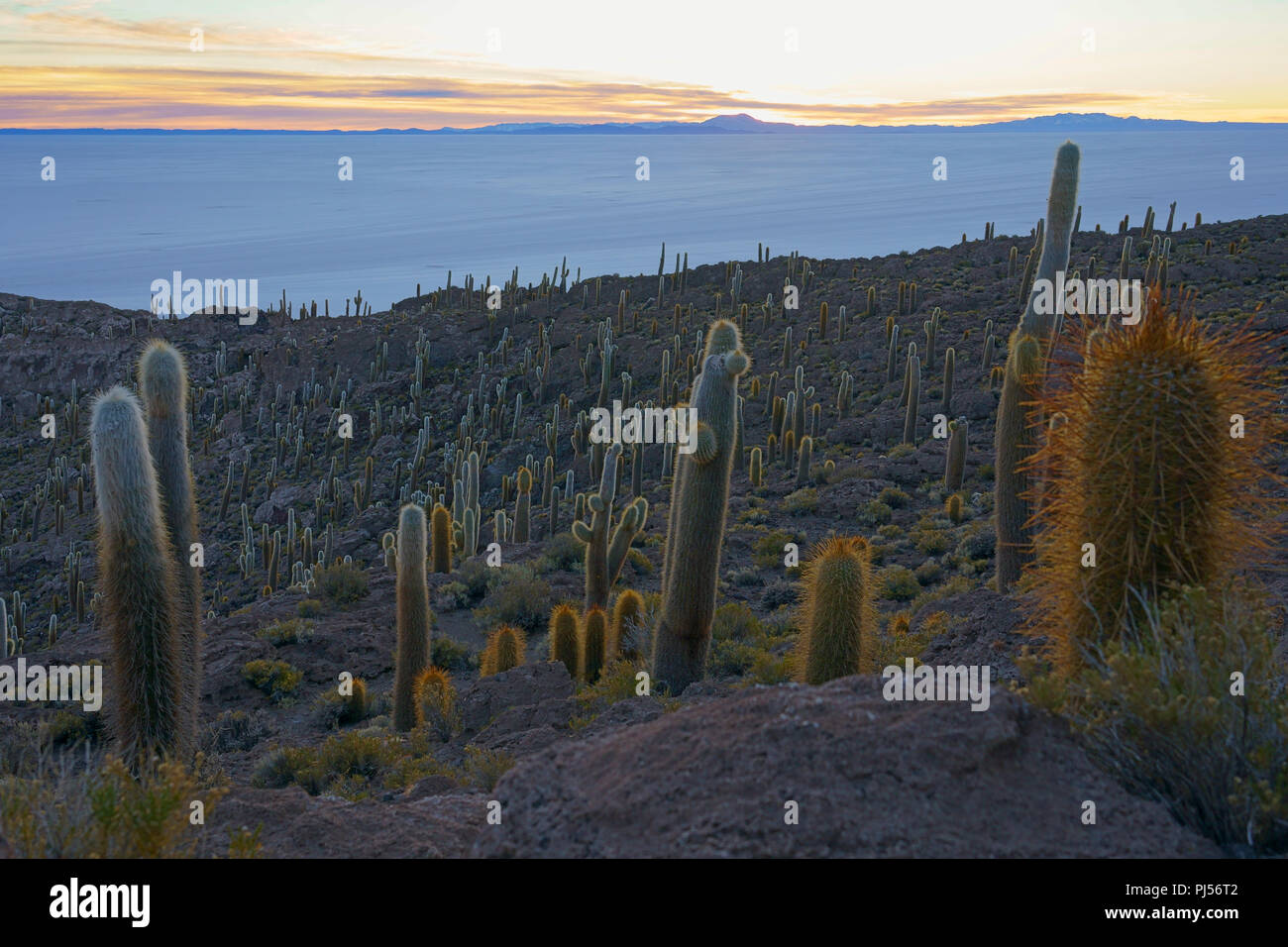 L'île de Incahuasi, Salar de Uyuni, Bolivie Banque D'Images