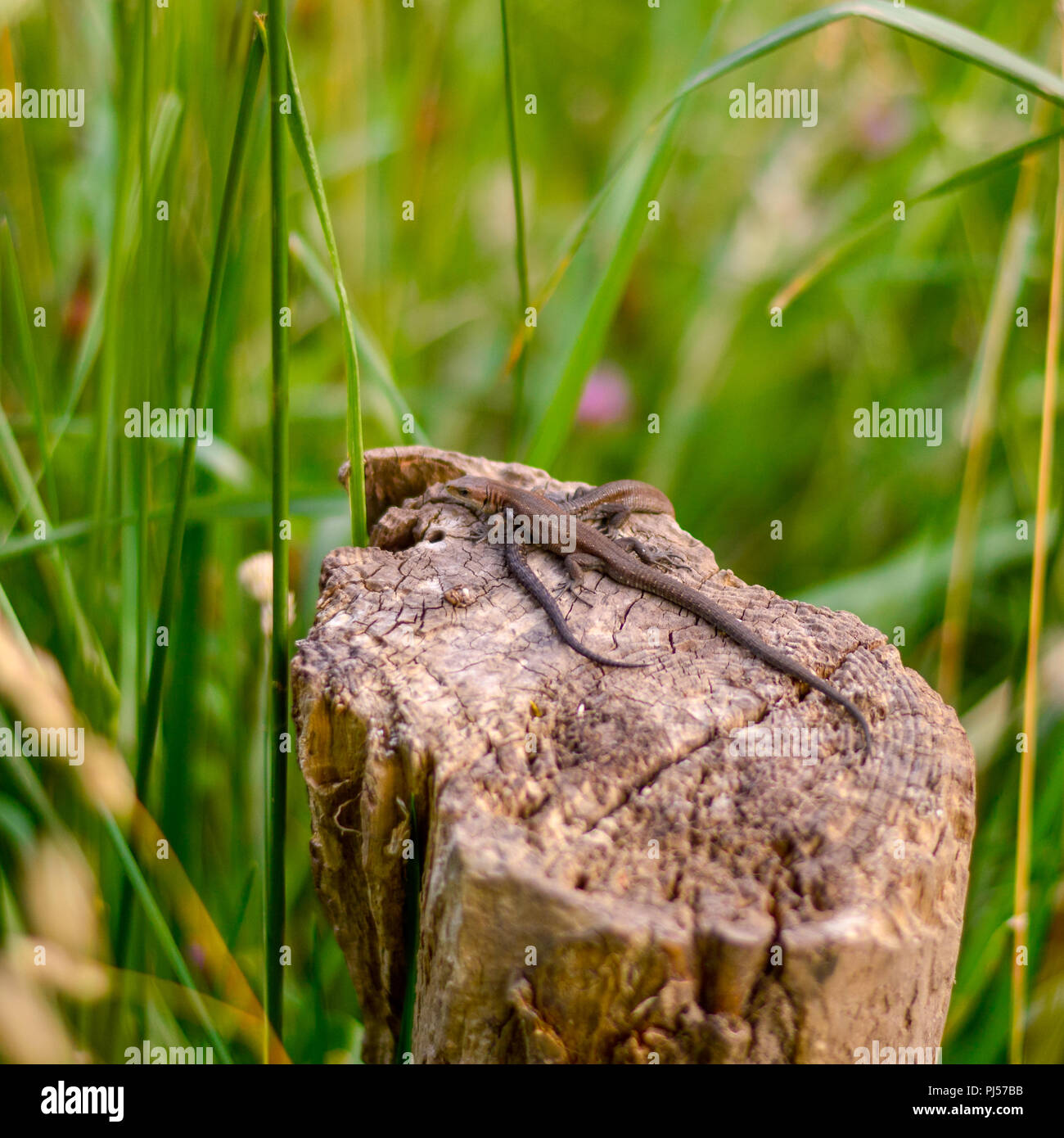 Deux lézards dans soleil Banque D'Images