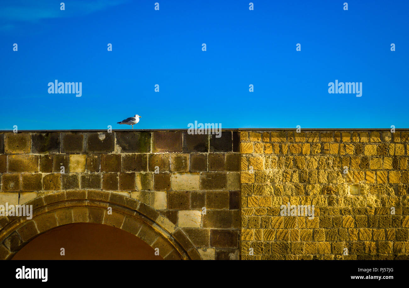 Seagull sur un mur Banque D'Images