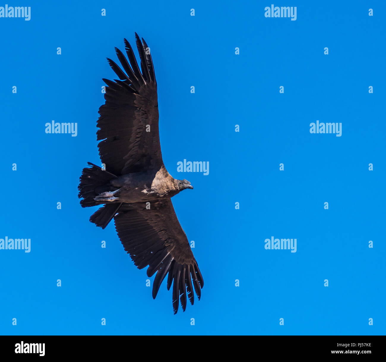 Condor des Andes, symbole national du Pérou Banque D'Images