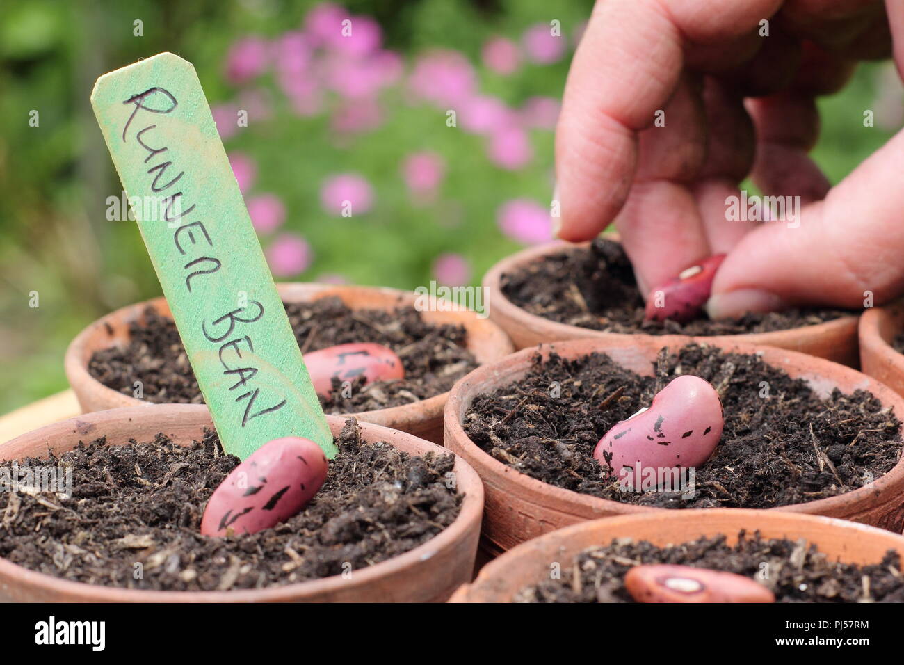 Phaseolus coccineus. Semis de graines de haricots 'Enorma' dans des pots d'argile au printemps,.UK Banque D'Images