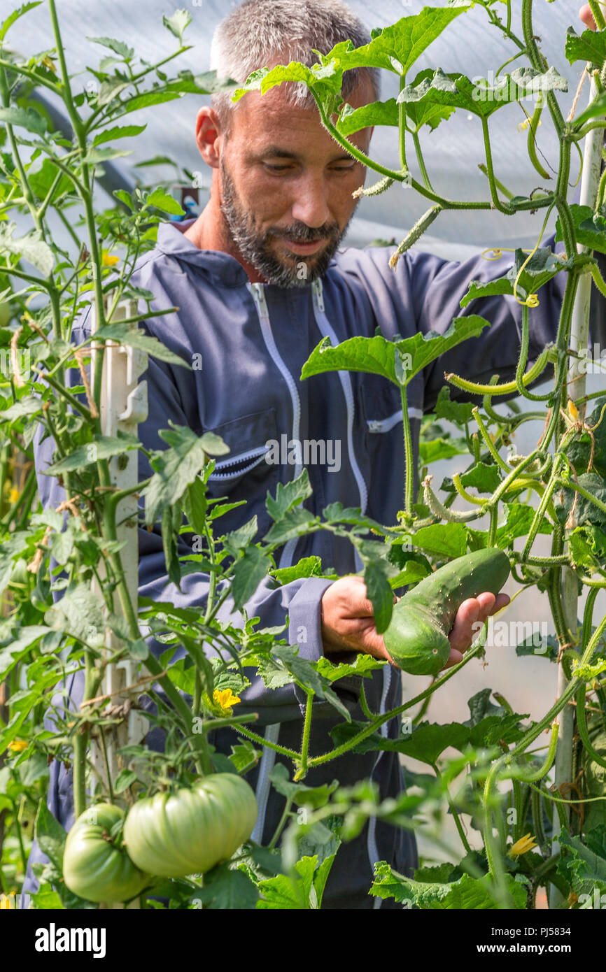 Jardinier. Les tomates de transformation des travailleurs des buissons dans la serre en polycarbonate Banque D'Images