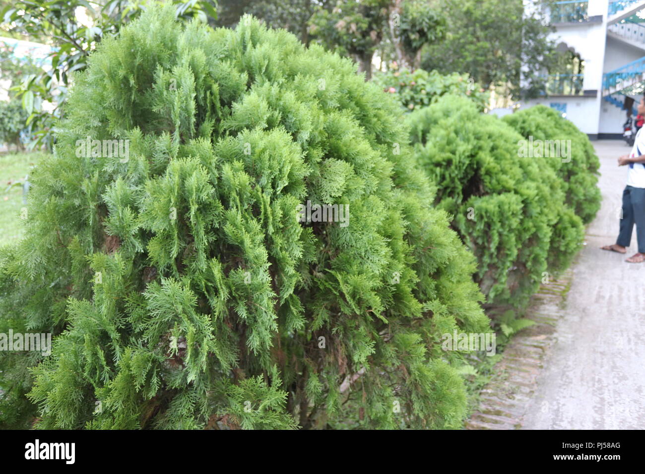 L'amélioration de la beauté belle et étonnante d'arbres.Black.Sa voir vraiment beau.L'amélioration de beauté équipé d'arbres sur les deux côtés de la route. Banque D'Images