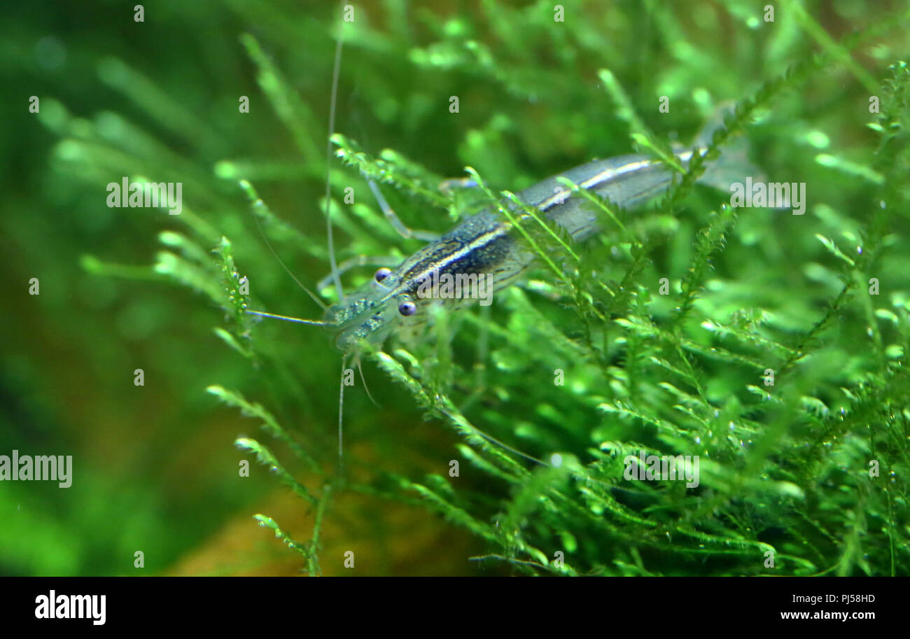 Crevettes Amano nommé d'après le célèbre aquariophile Japonais Takashi Amano Banque D'Images