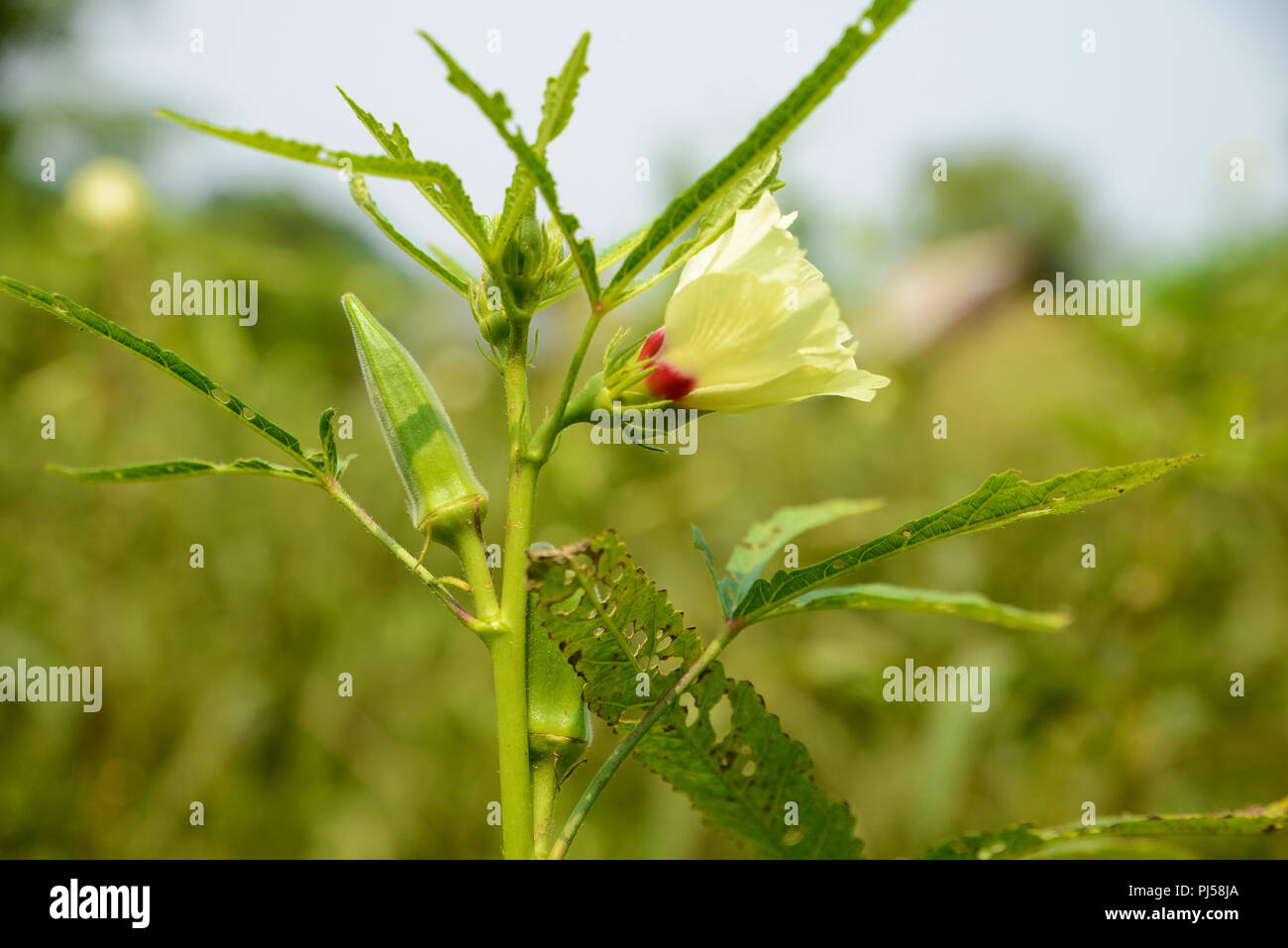 Ladyfinger croissant sur la plante (Abelmoschus esculentus) Banque D'Images