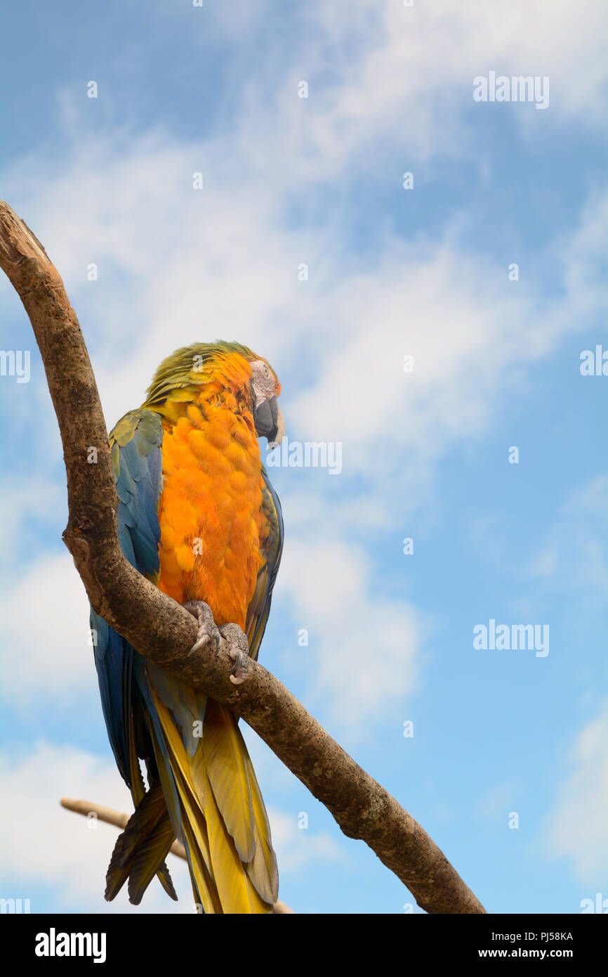 Bleu Jaune macaw (Ara ararauna) sur la perche Banque D'Images