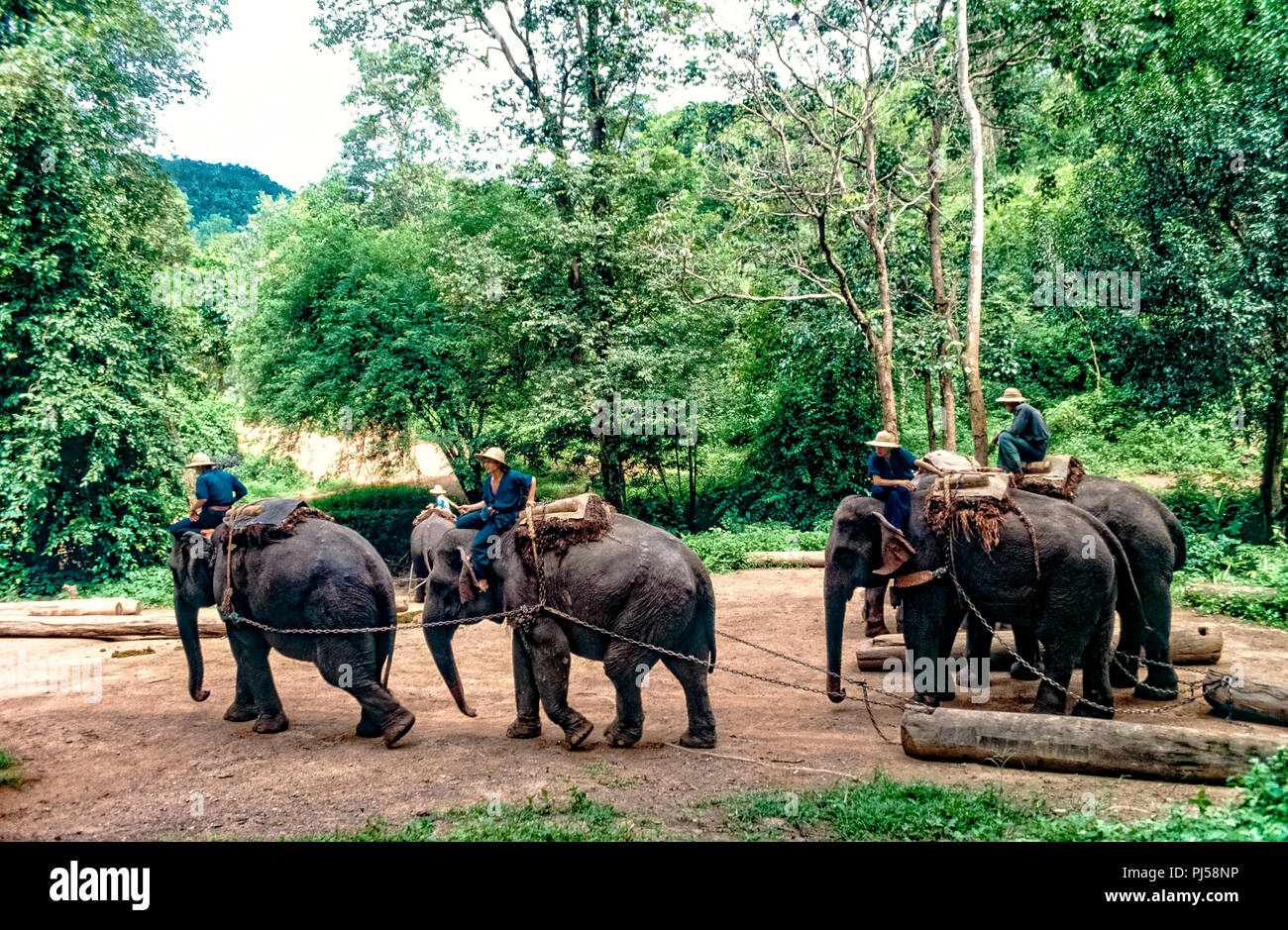 Thaïlande - Nord d'éléphants au travail transporter les troncs d'arbres Banque D'Images