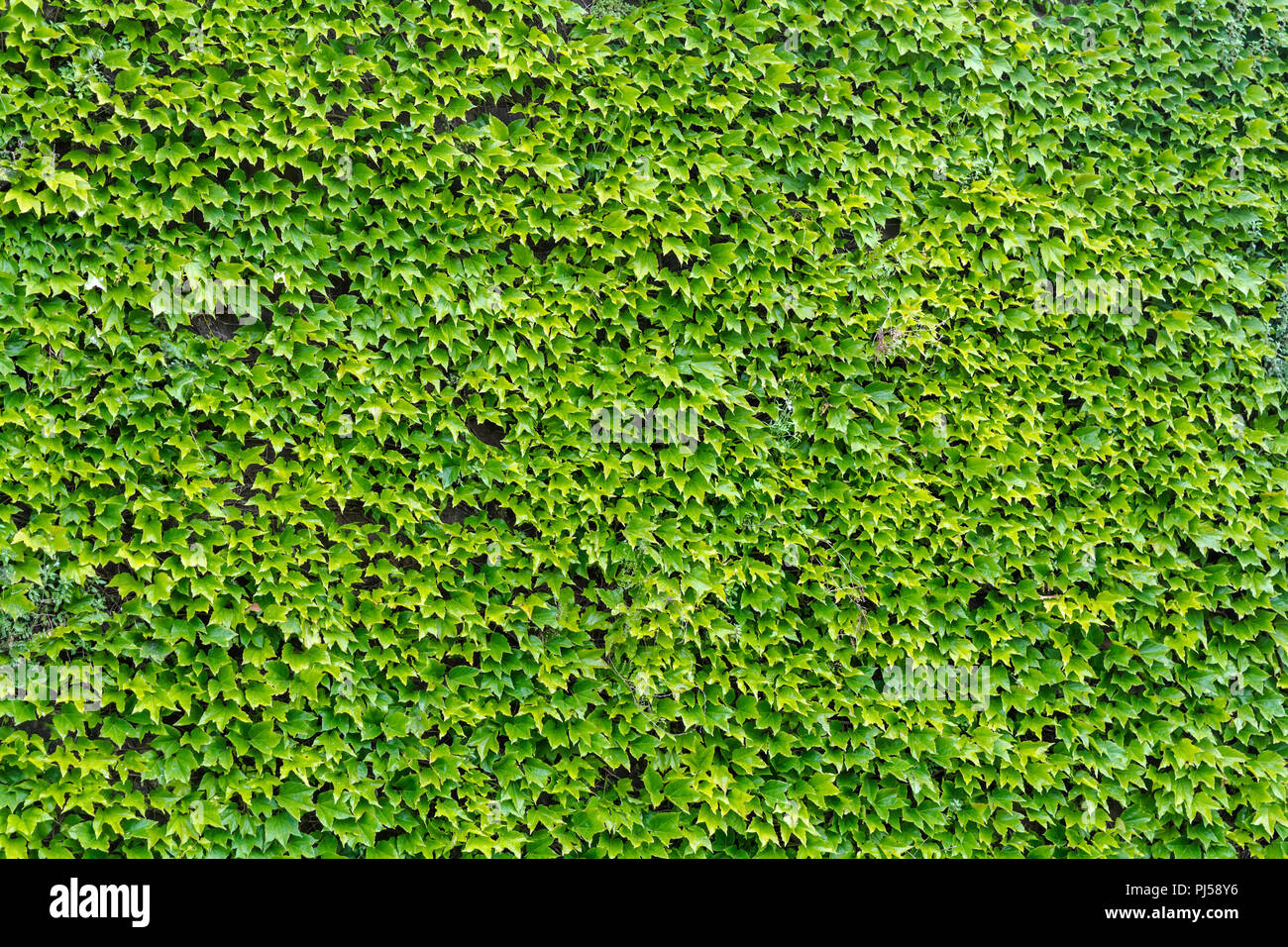 Hedera vert (Ivy) quitte l'arrière-plan. Feuille verte naturelle, mur texture background. Feuilles vert clair de lierre sur le mur. Banque D'Images