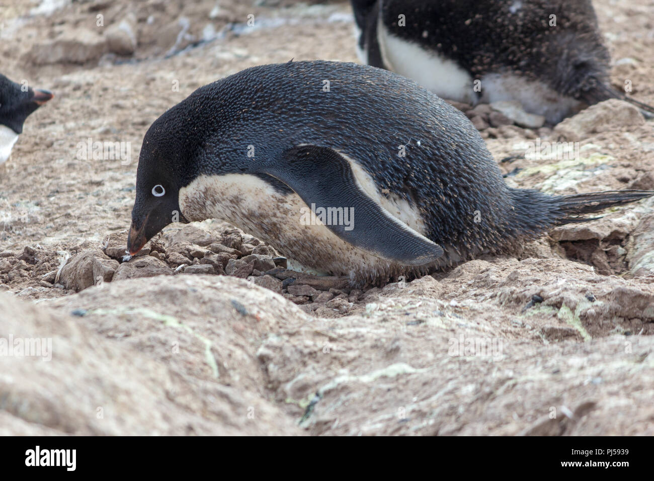 Adelie penguin de nidification. Shirley island, Antarctica Banque D'Images