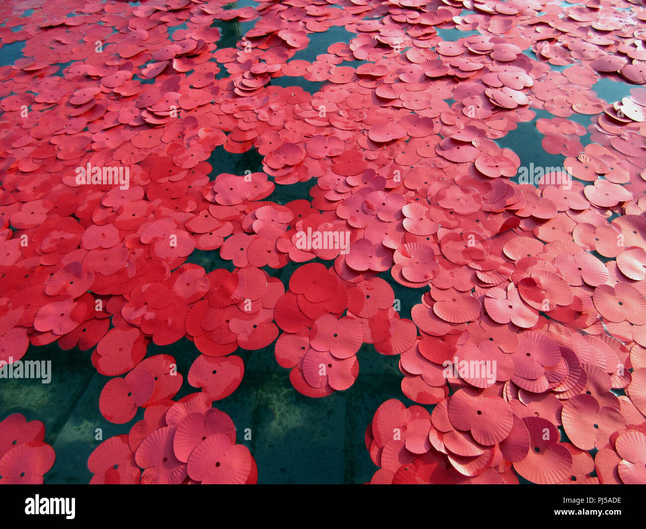 Coquelicots rouges disséminées sur l'eau à la mémoire des soldats de la Première Guerre mondiale 1 Banque D'Images