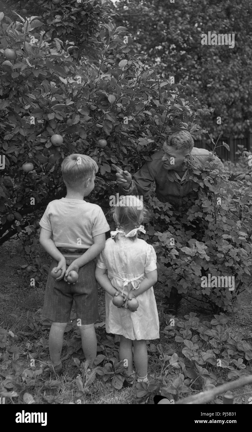 Oncle Charlie et les pommes Banque D'Images