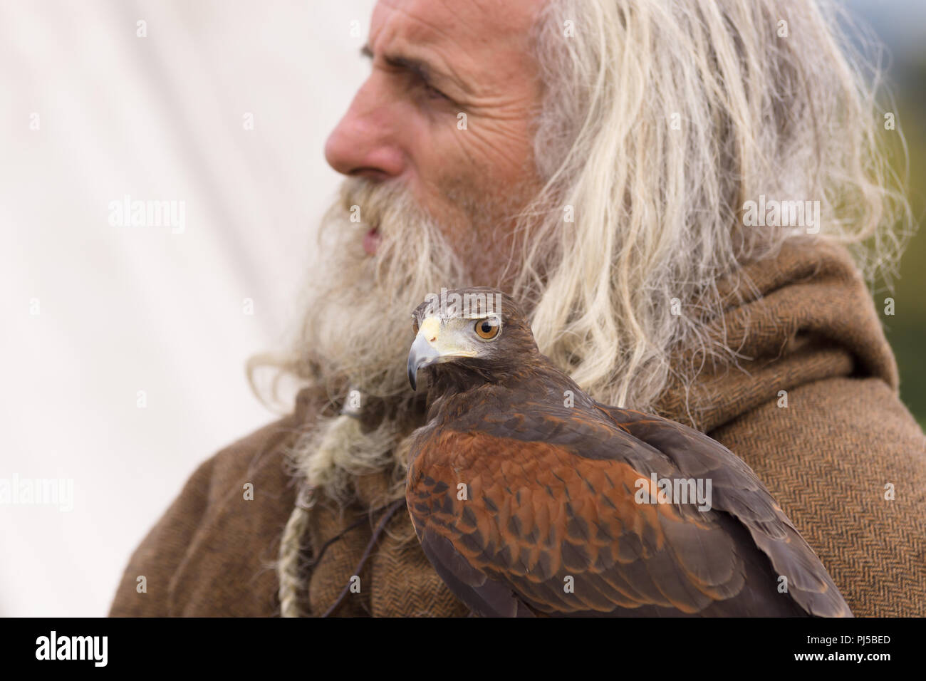 Cité médiévale de reconstitution de la Société Ial Cwmwd avec un chasseur tenant un Harris Hawk en Chateauneuf sur le Nord du Pays de Galles 2018 Banque D'Images