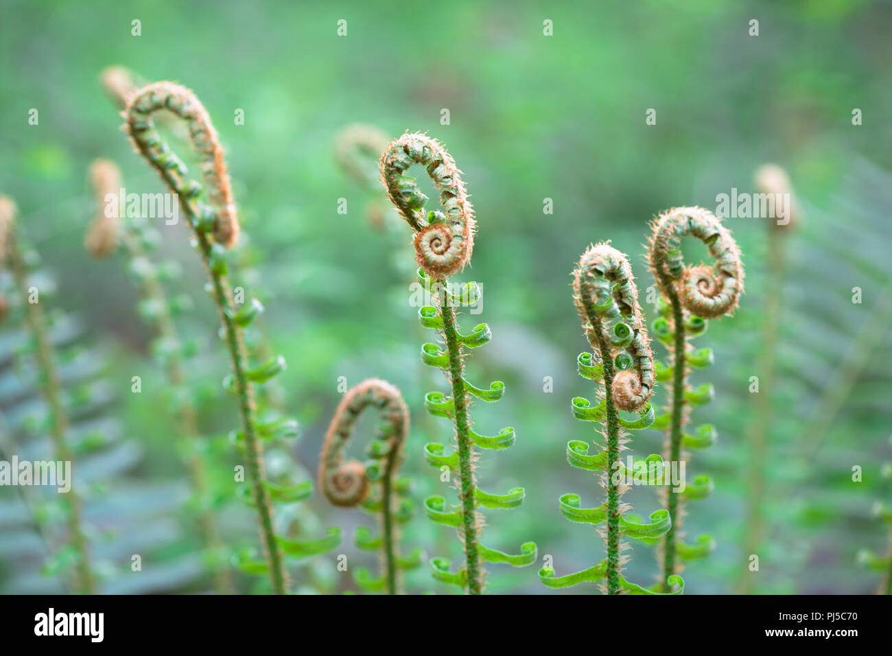 Les jeunes frondes (crosses) ou se développer sur une nouvelle usine de fougère épée (Polystichum munitum) à Portland, Oregon. Banque D'Images