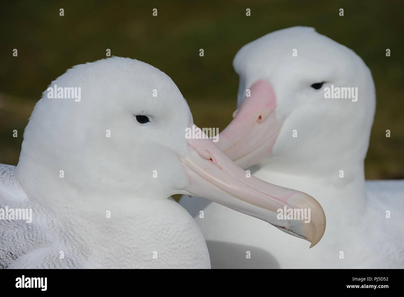 Une paire d'albatros hurleurs ensemble sur l'île Bird, Géorgie du Sud Banque D'Images