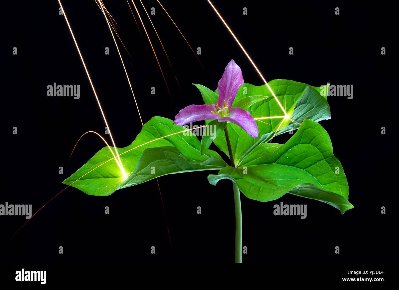 Le magnésium étincelles pleuvent sur une fleur de trille de l'ouest (Trillium ovatum), qui rebondissent sur les feuilles et pétales, et la création d'un mini-explosions. Banque D'Images