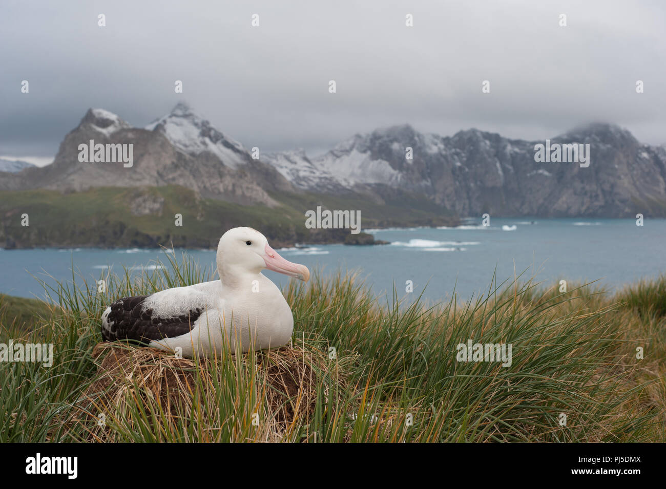 Une femelle albatros hurleur (Diomedia exulans) nichant sur l'île Bird, Géorgie du Sud dans le sous-antarctiques Banque D'Images