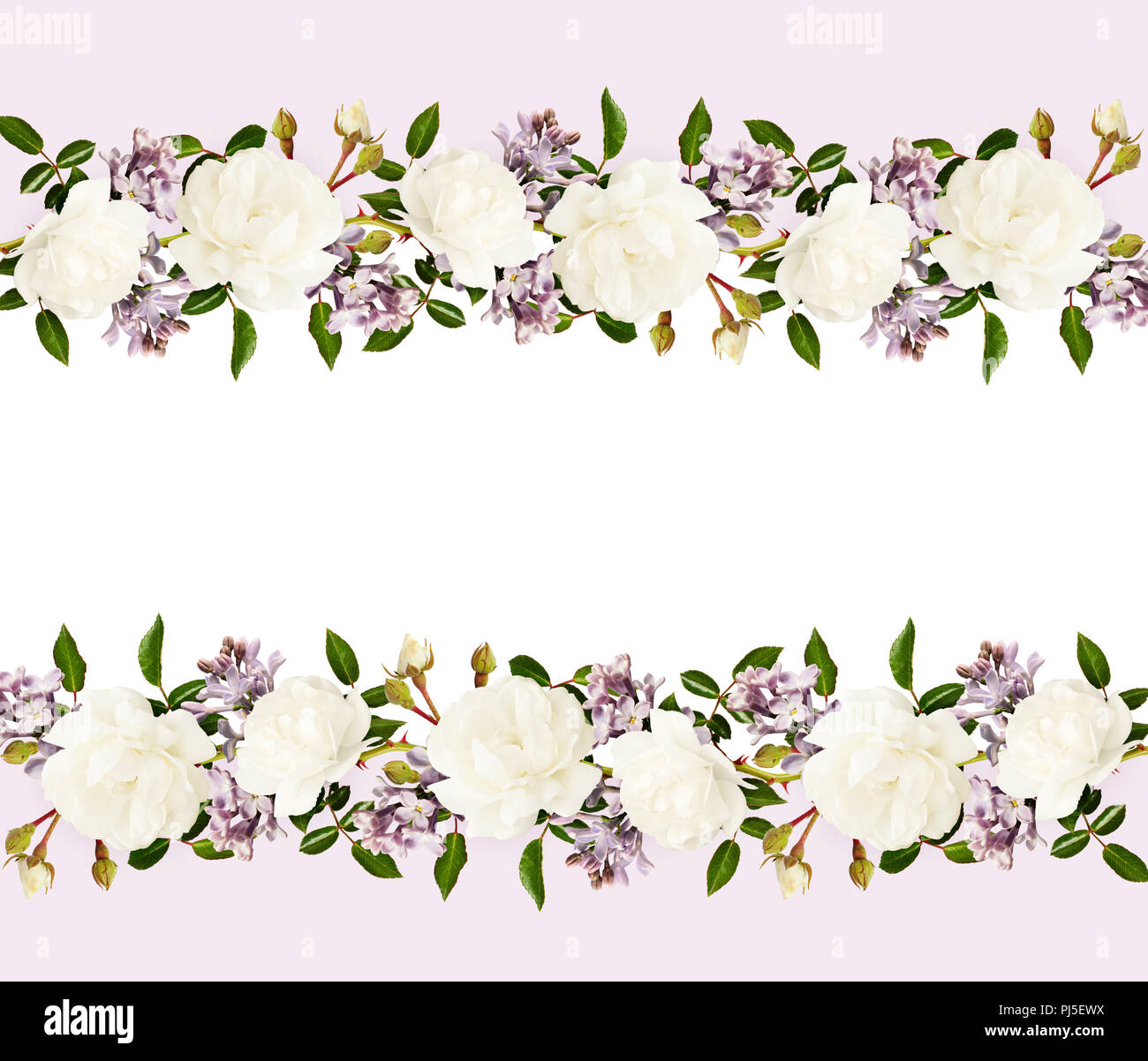 Jardin des Roses et fleurs lilas en arrangements frontaliers sur fond violet et blanc Banque D'Images