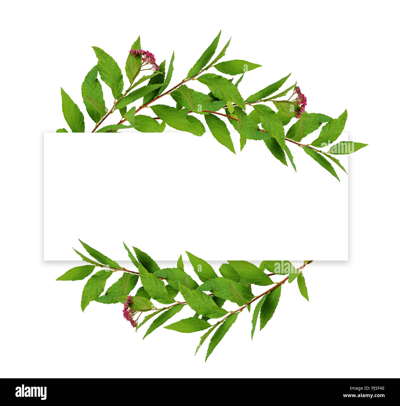 À partir de la trame des Galapagos feuilles vertes et petites fleurs roses avec une carte vide pour le texte isolé sur fond blanc Banque D'Images