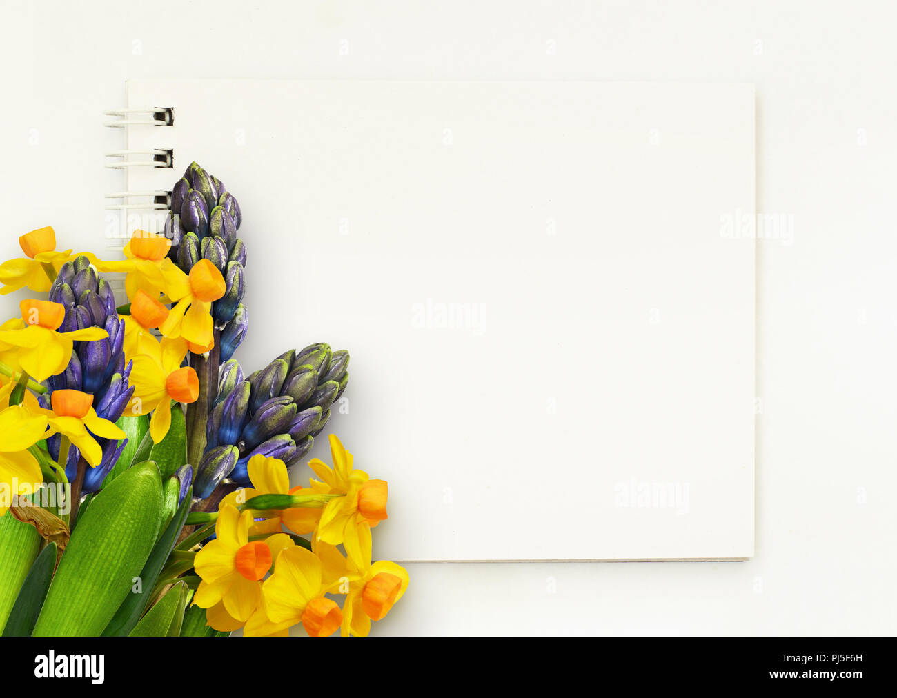 Jacinthe et fleurs de narcisses à corner arrangement avec notepad sur fond blanc. Mise à plat. Vue d'en haut. Banque D'Images