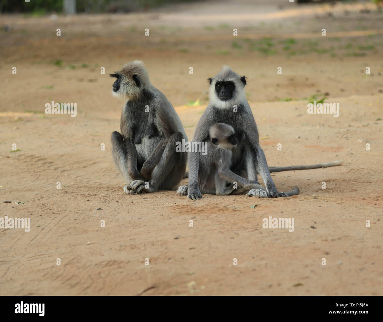 Une famille de singes au Sri Lanka Banque D'Images