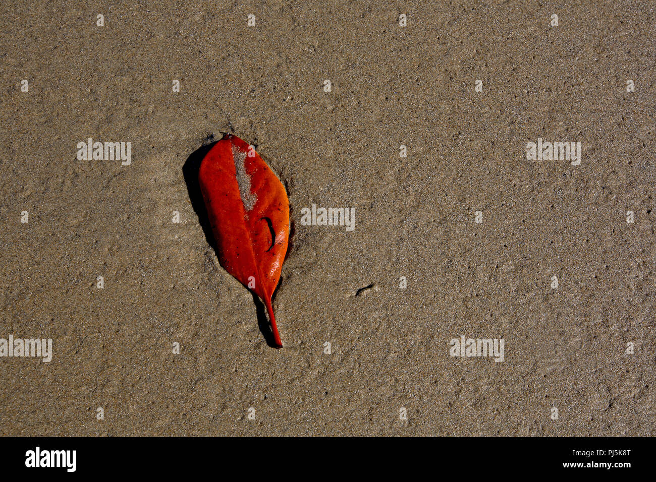 La feuille rouge sur la plage de sable humide Banque D'Images