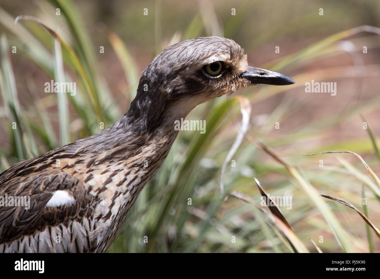 Bush stone curlew sur Atherton reposant en vertu de l'arbre en zone semi-urbaine. Aussi connu comme Bush le genou épais. Banque D'Images