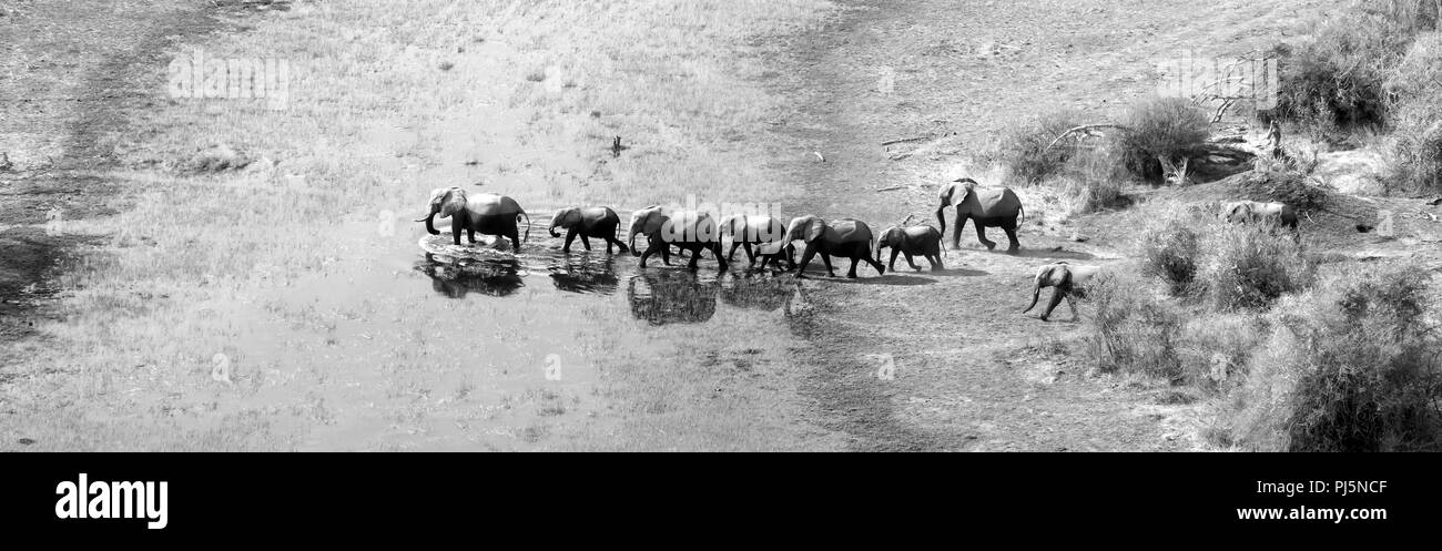 Famille d'éléphants traversant l'eau dans le delta de l'Okavango (Botswana), vue aérienne Banque D'Images