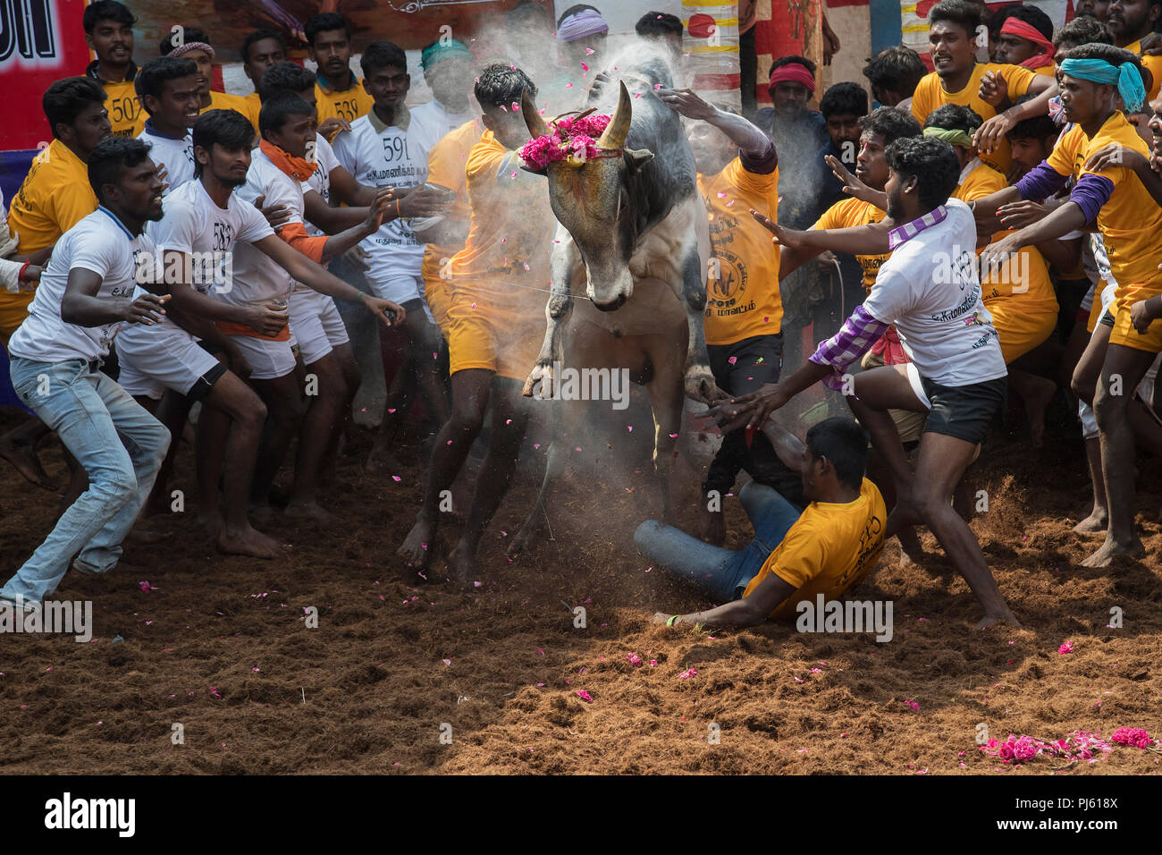 L'image de Bull (Jallikattu Taming Festival) célébrés à travers Tamilnadu dans le cadre de la fête culturelle à Madurai, Inde Banque D'Images