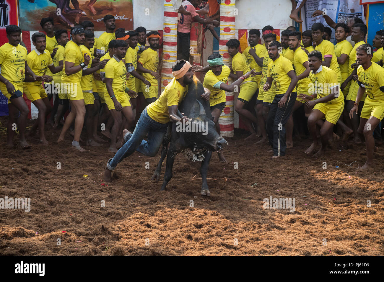 L'image de Bull (Jallikattu Taming Festival) célébrés à travers Tamilnadu dans le cadre de la fête culturelle à Madurai, Inde Banque D'Images