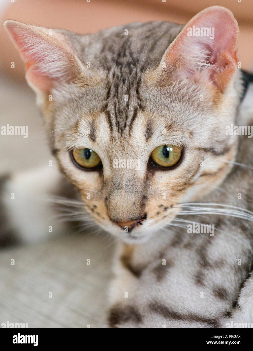 Beau mâle silver chatons portrait intérieur à environ 6 mois Banque D'Images