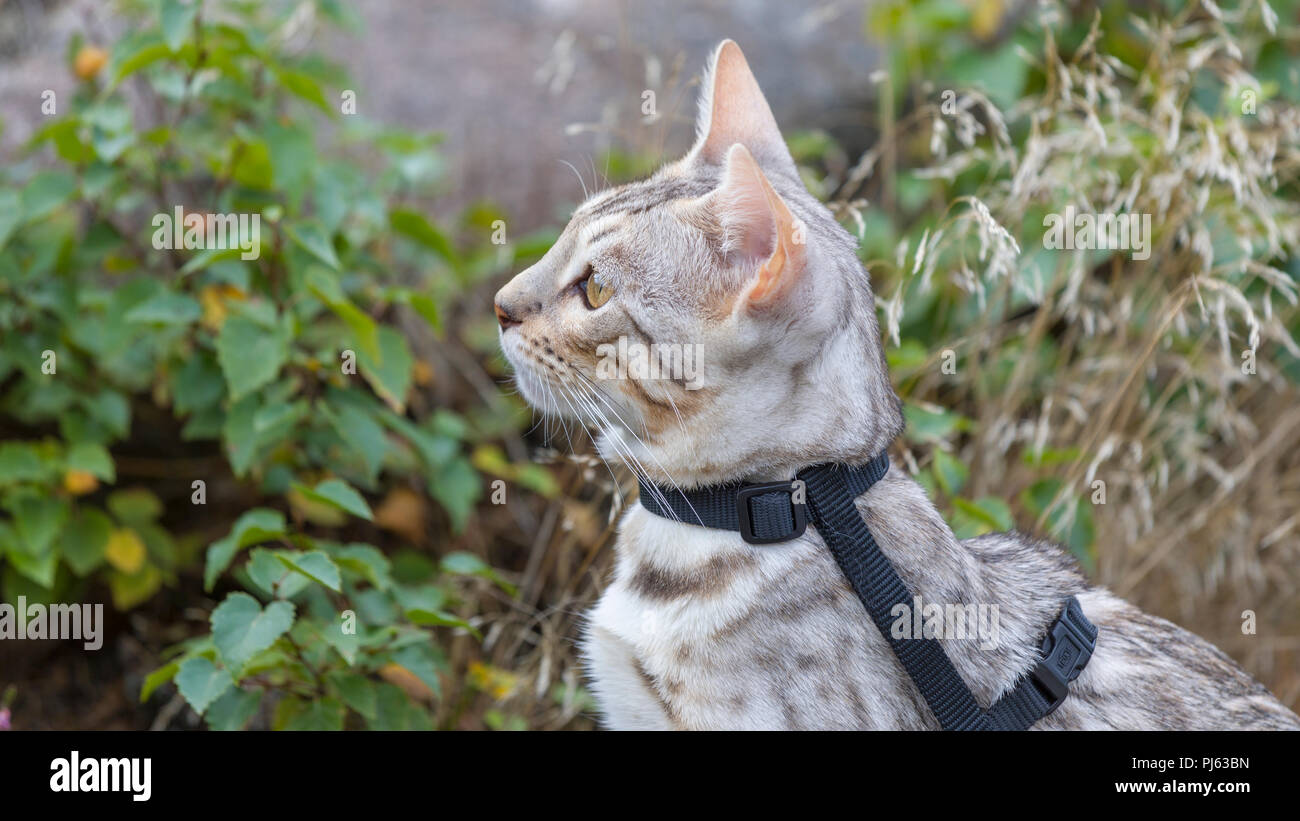 Beau mâle silver chatons portrait en extérieur à environ 6 mois Banque D'Images
