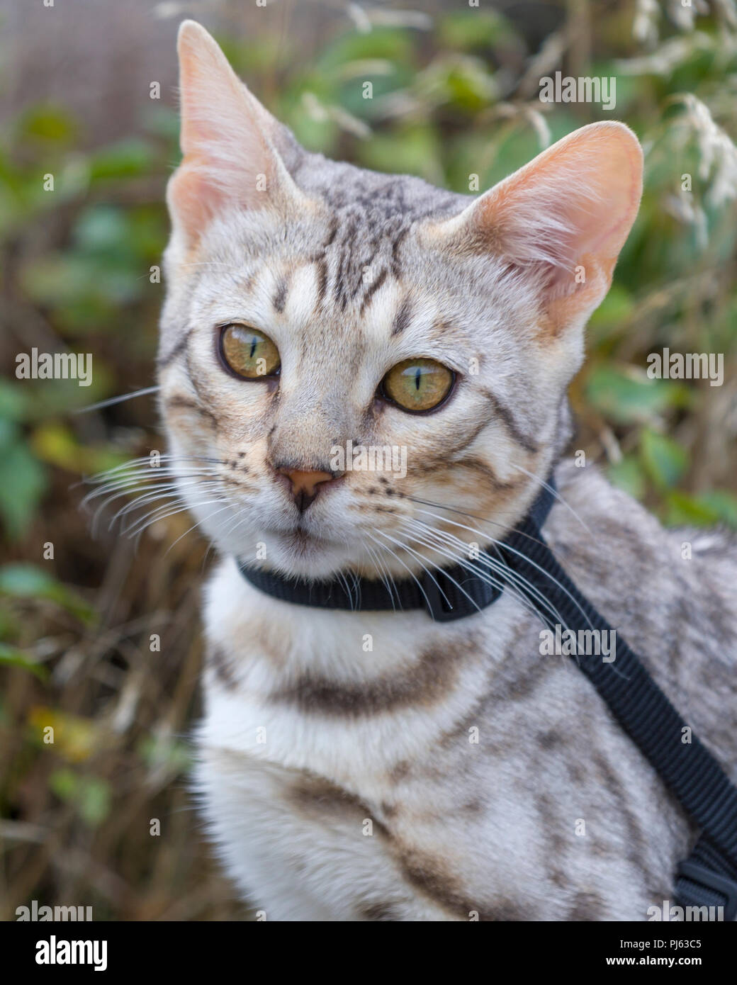 Beau mâle silver chatons portrait en extérieur à environ 6 mois Banque D'Images