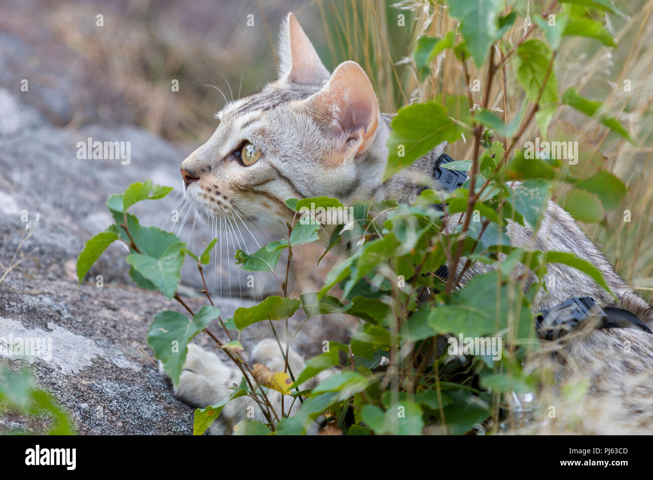 Beau mâle silver chatons en plein air et camouflée par se cacher derrière bush Banque D'Images