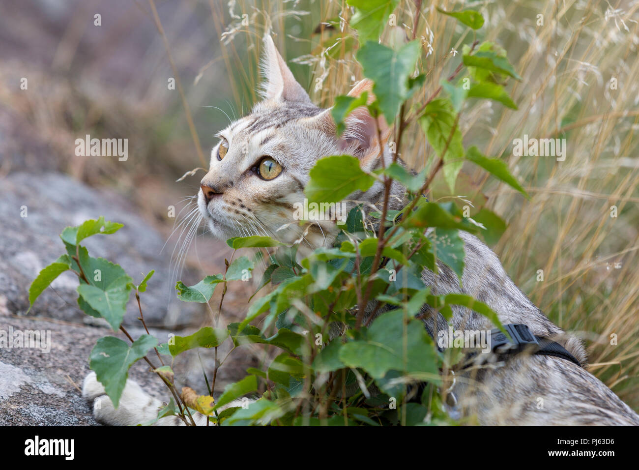 Beau mâle silver chatons en plein air et camouflée par se cacher derrière bush Banque D'Images