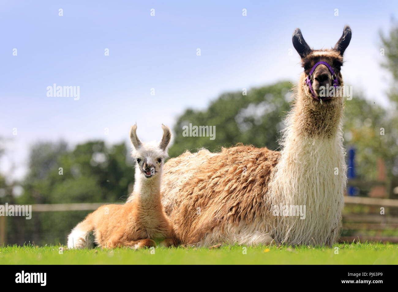 Un Mignon Bebe De Une Semaine Lama Photographie A Hatton Le Monde De L Aventure Warwick 25 Aout 17 Aujourd Hui Ils Organisent Un Concours Sur Le Facebook P Photo Stock Alamy