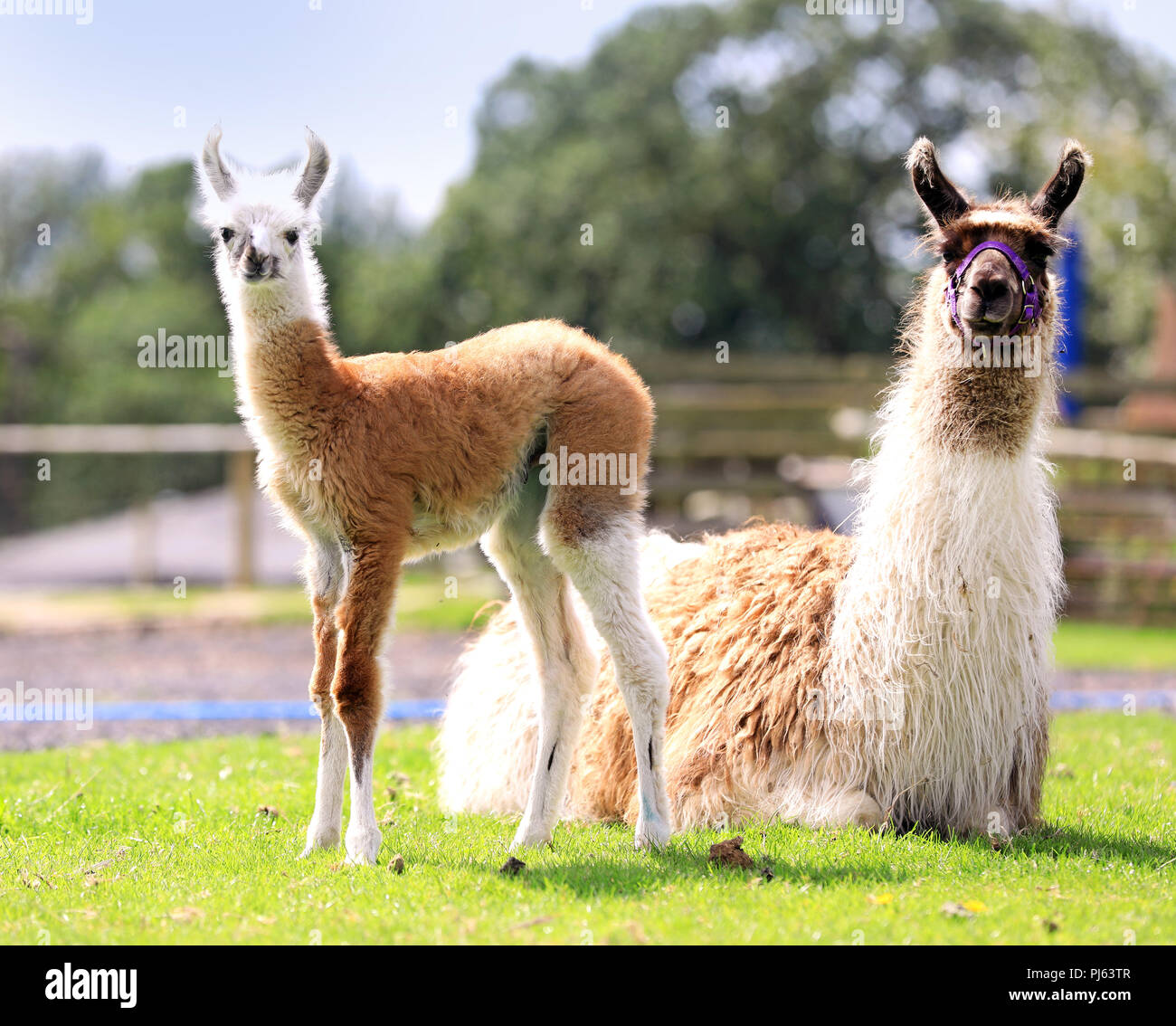 Un Mignon Bebe De Une Semaine Lama Photographie A Hatton Le Monde De L Aventure Warwick 25 Aout 17 Aujourd Hui Ils Organisent Un Concours Sur Le Facebook P Photo Stock Alamy