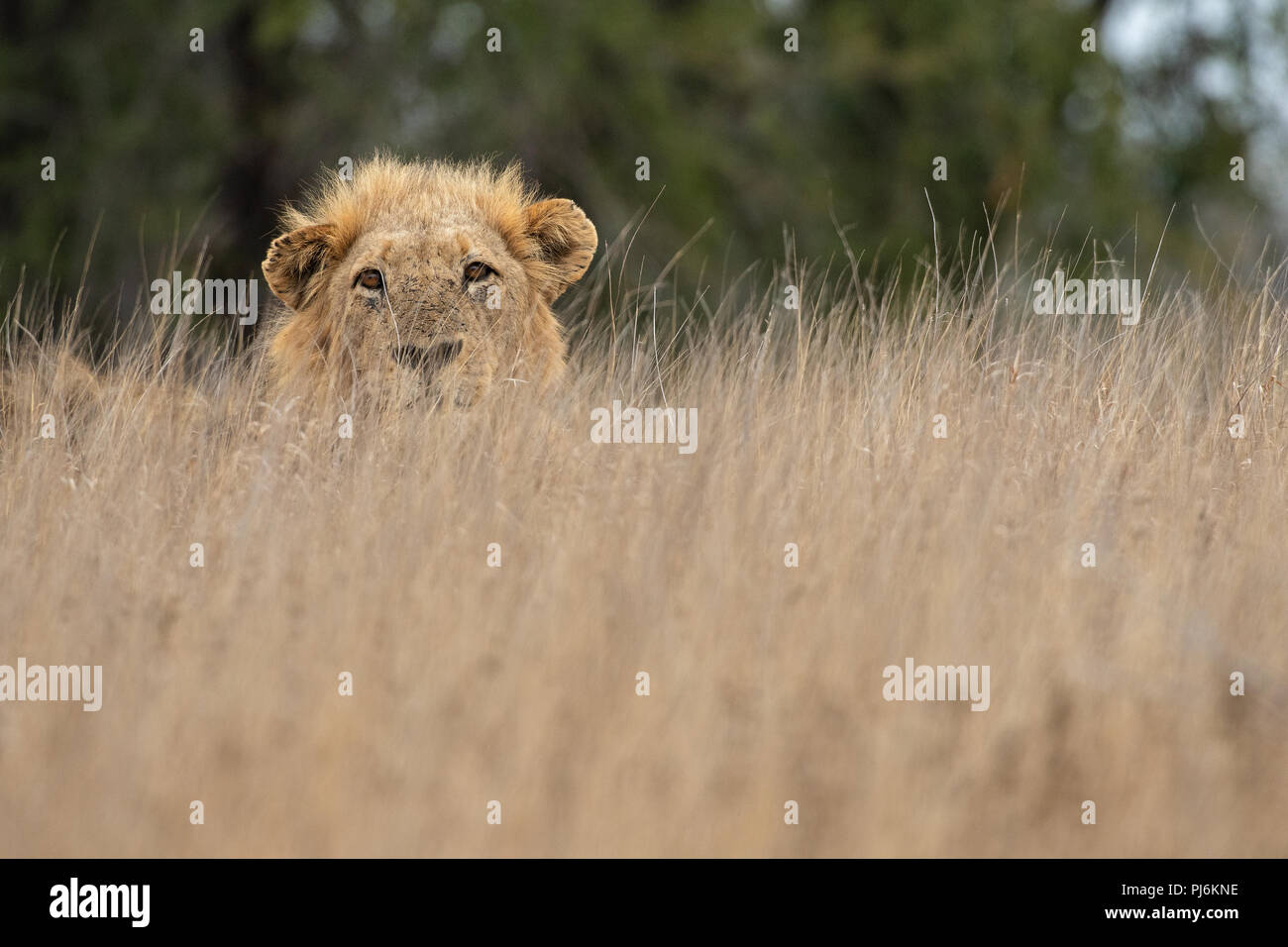 Un lion africain mâle fait un peek sur l'herbe lors d'un après-midi venteux au parc national Kruger, en Afrique du Sud Banque D'Images