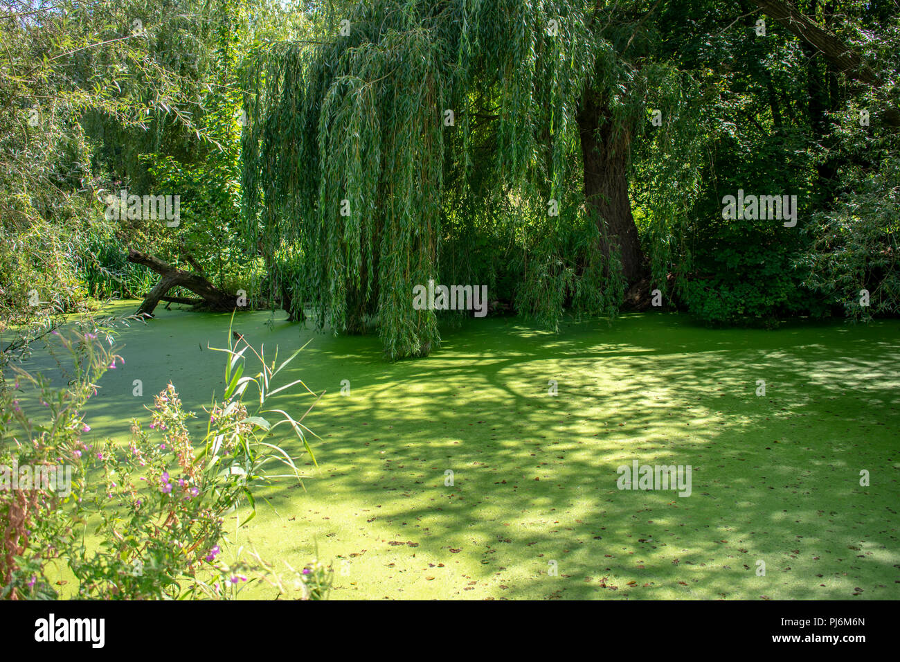 Étang hanté avec algues et saule pleureur Banque D'Images Étang hanté avec algues et saule pleureur Banque D'Images