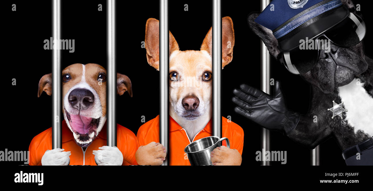 Couple de chiens criminels derrière les barreaux à la prison de la police, la prison, ou un refuge pour mauvaise conduite, agent de police sur le côté Banque D'Images