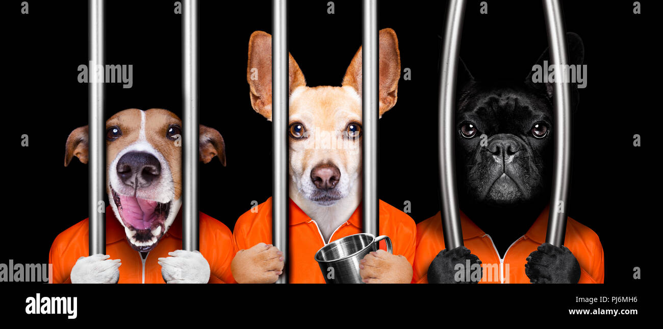 Couple de chiens criminels derrière les barreaux à la prison de la police, la prison, ou un refuge pour mauvaise conduite Banque D'Images