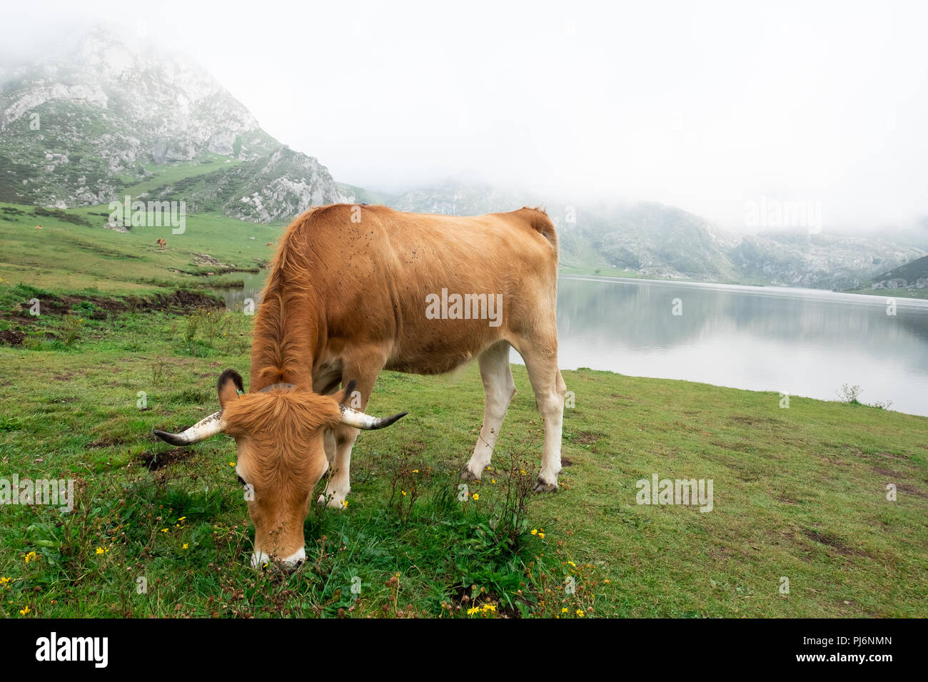 Le pâturage des vaches à l'asturien prairie en face d'un lac Banque D'Images