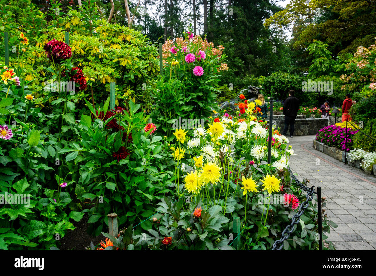 Dahlias dans le jardin Dahlia Butchart Gardens à Victoria, Colombie-Britannique, Canada Banque D'Images