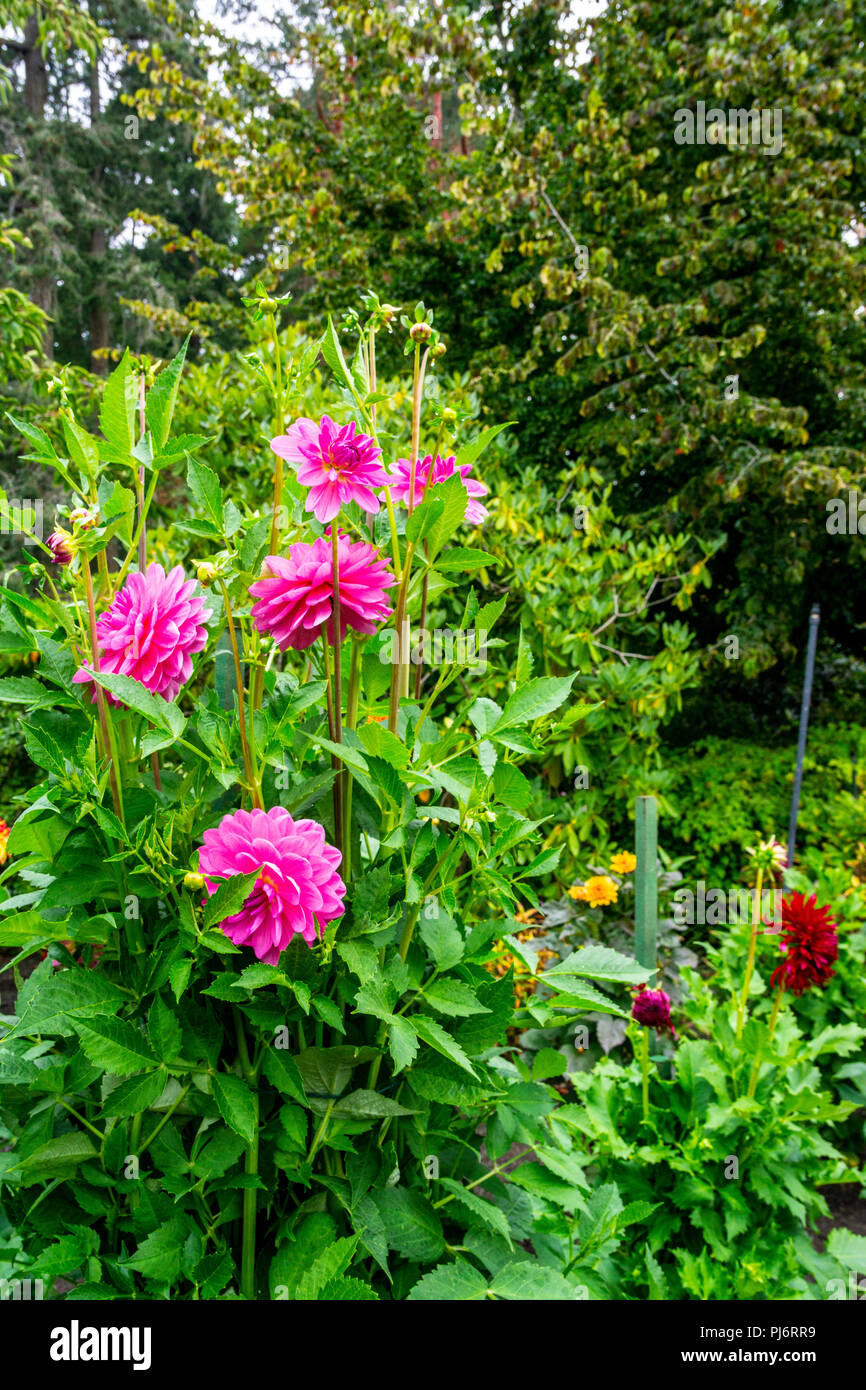 Dahlias dans le jardin Dahlia Butchart Gardens à Victoria, Colombie-Britannique, Canada Banque D'Images