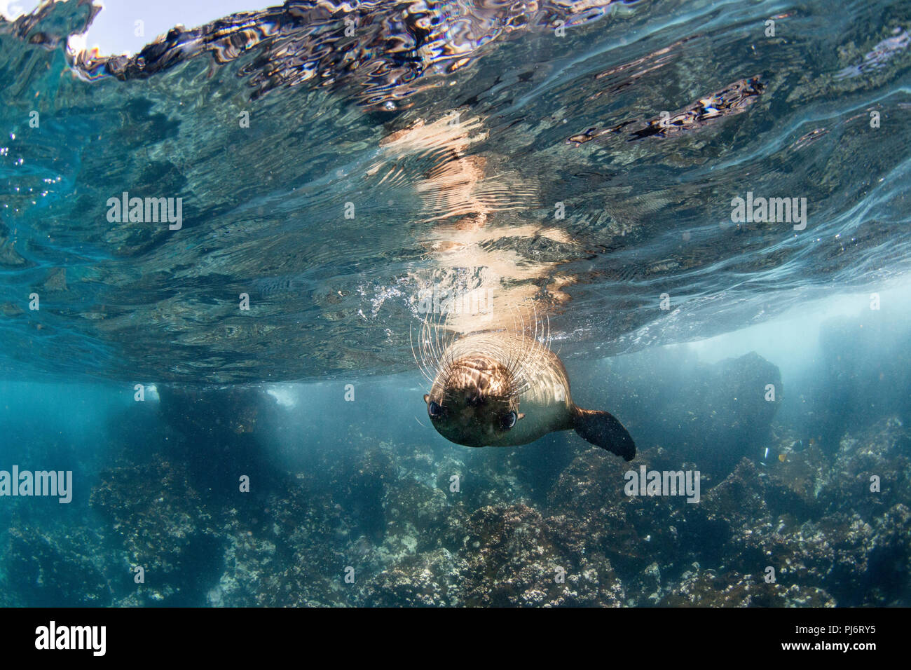 Lion de mer, l'île de Bartolome, Galapagos Banque D'Images