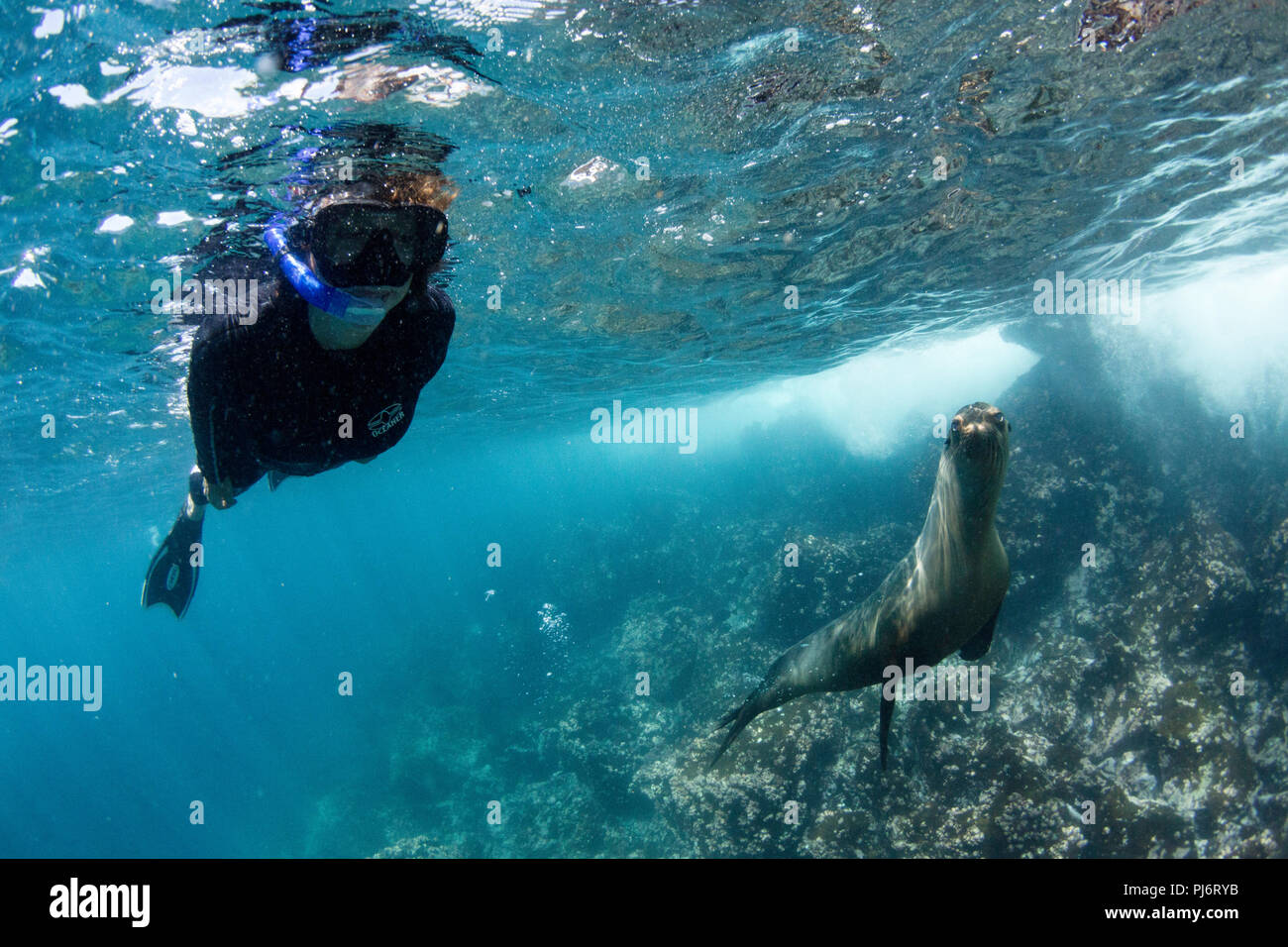 Diver et de lions de mer, l'île de Bartolomé, Galapagos Banque D'Images
