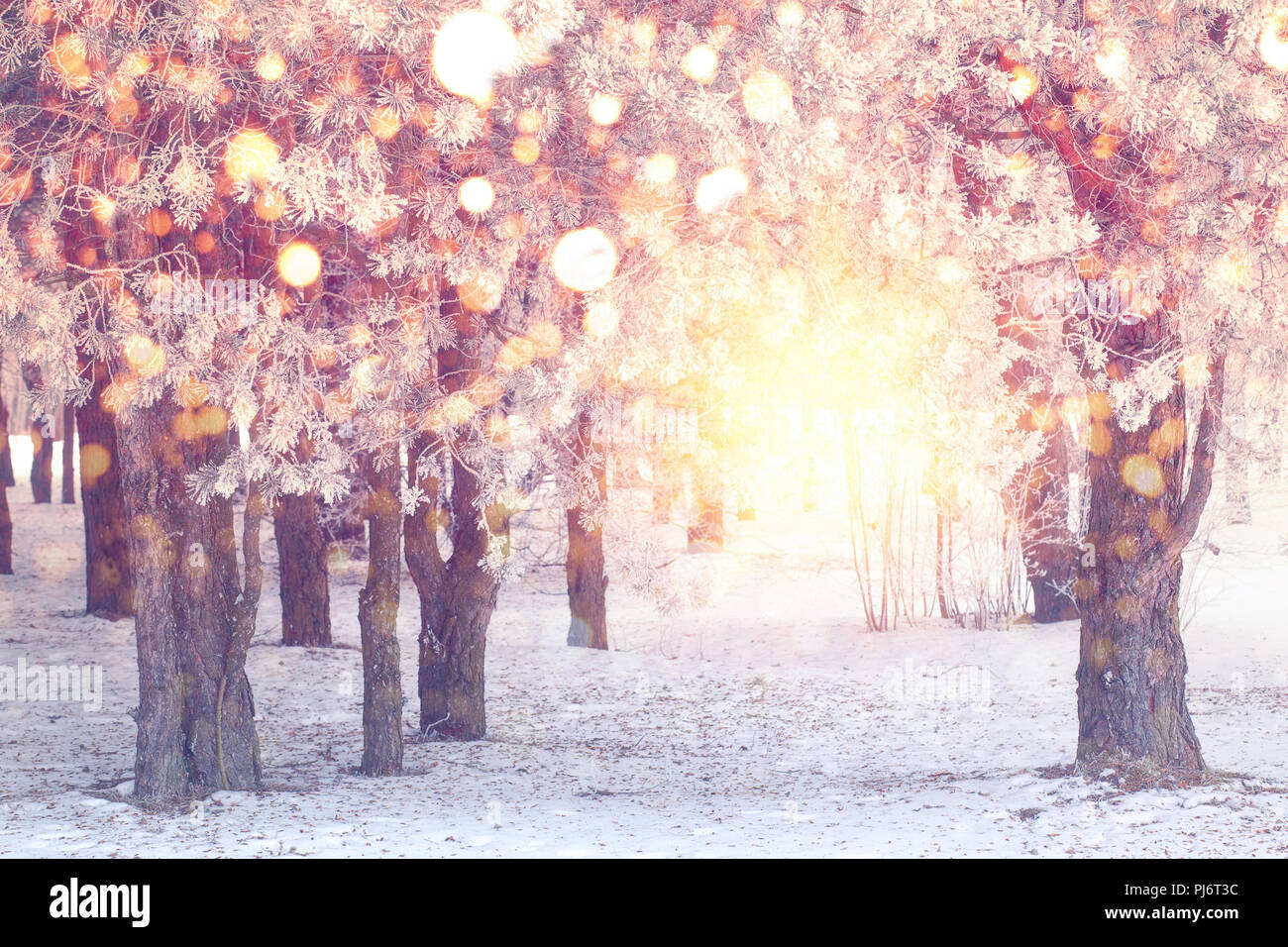 Flocons colorés en parc. Les lumières de Noël sur fond de forêt d'hiver. Noël arrière-plan. Thème de Noël. Banque D'Images
