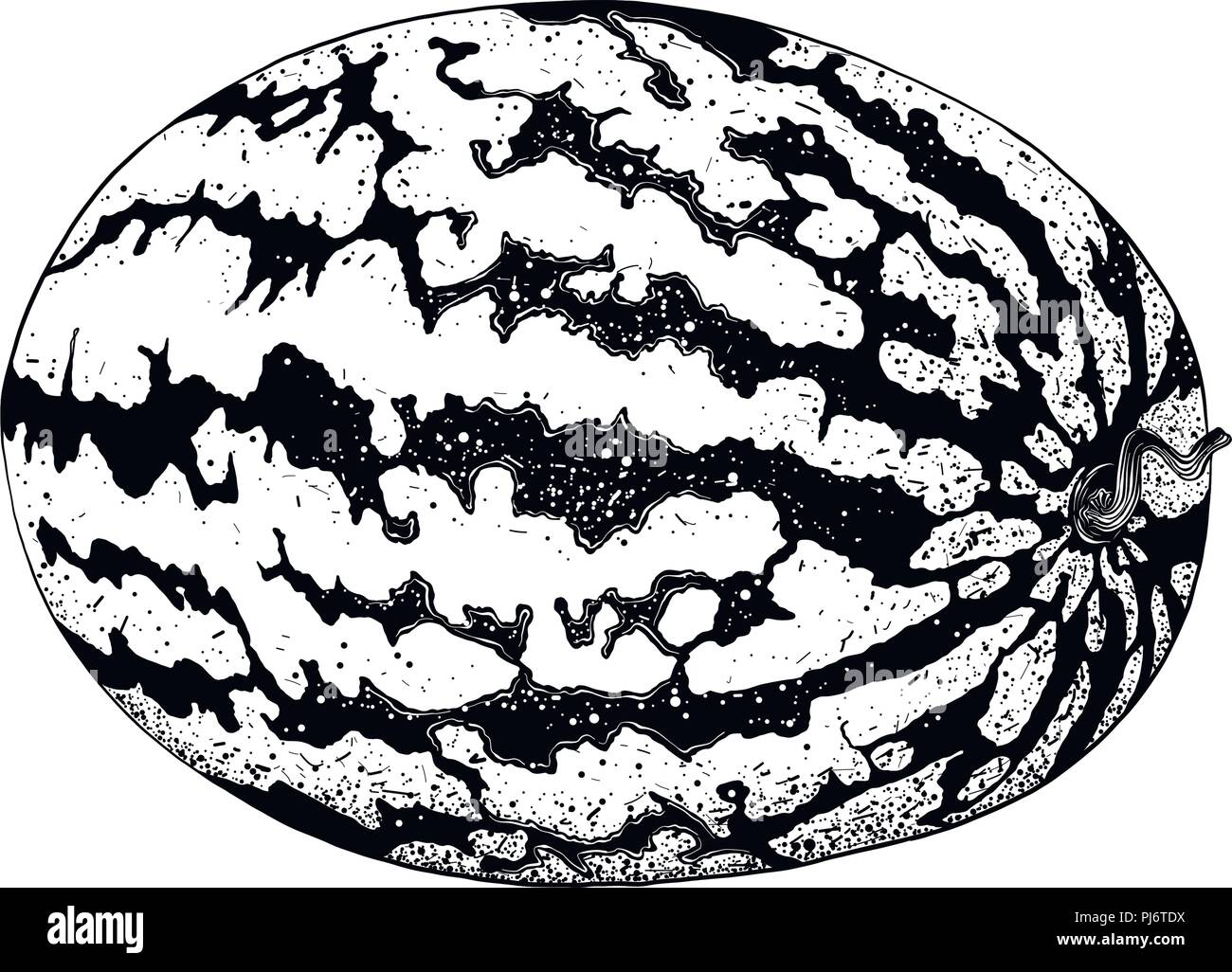 La pastèque. Entiers et frais, doux fruit mûr. Watermelon fruits réalistes, isolé sur fond blanc. EPS10 vector illustration Illustration de Vecteur