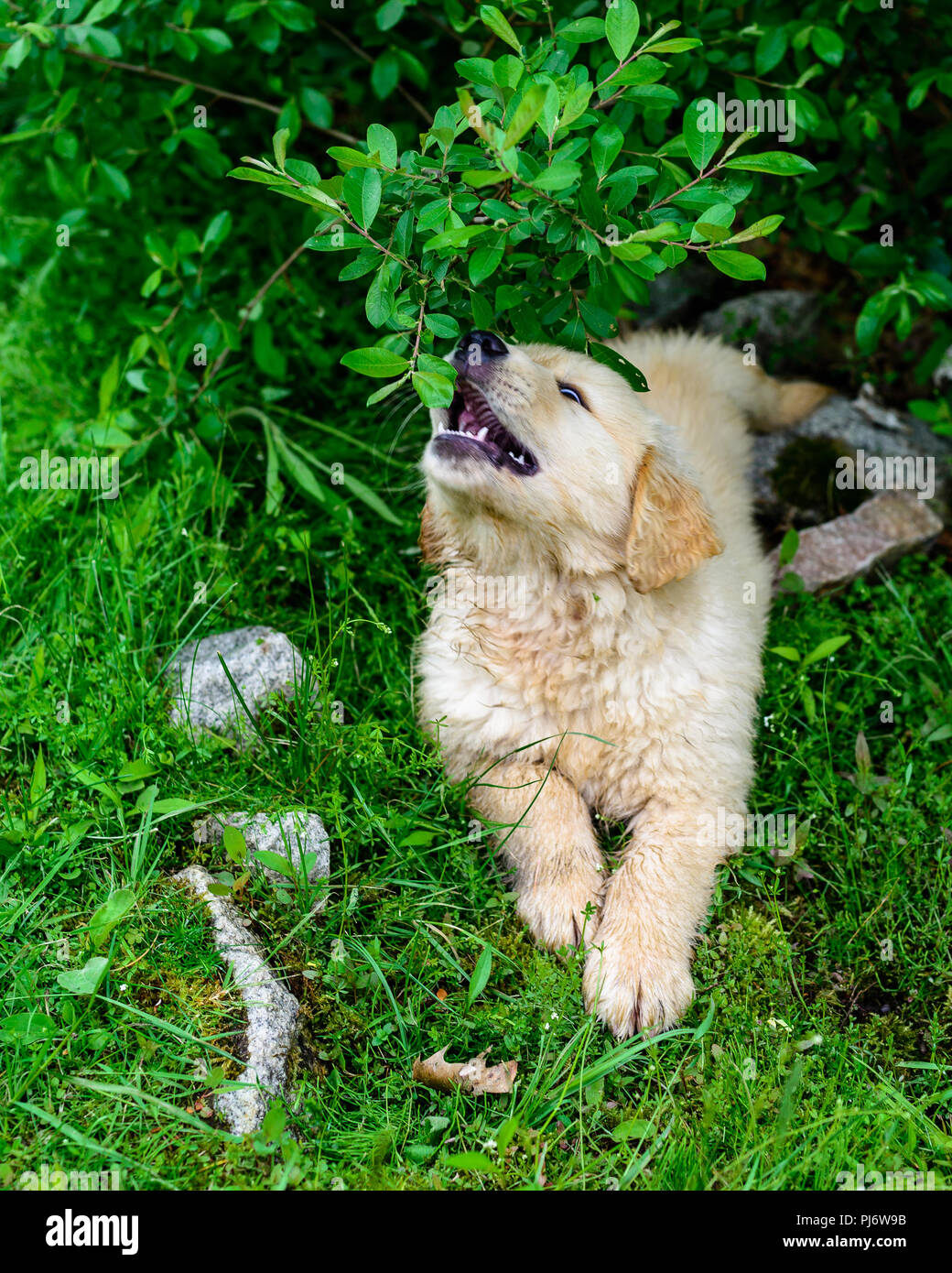 Falmouth, Maine. 8 semaine les chiots Golden Retriever à PoeticGold Farm à Falmouth, Maine le 7 juin 2018. Credit : Benjamin Ginsberg Banque D'Images